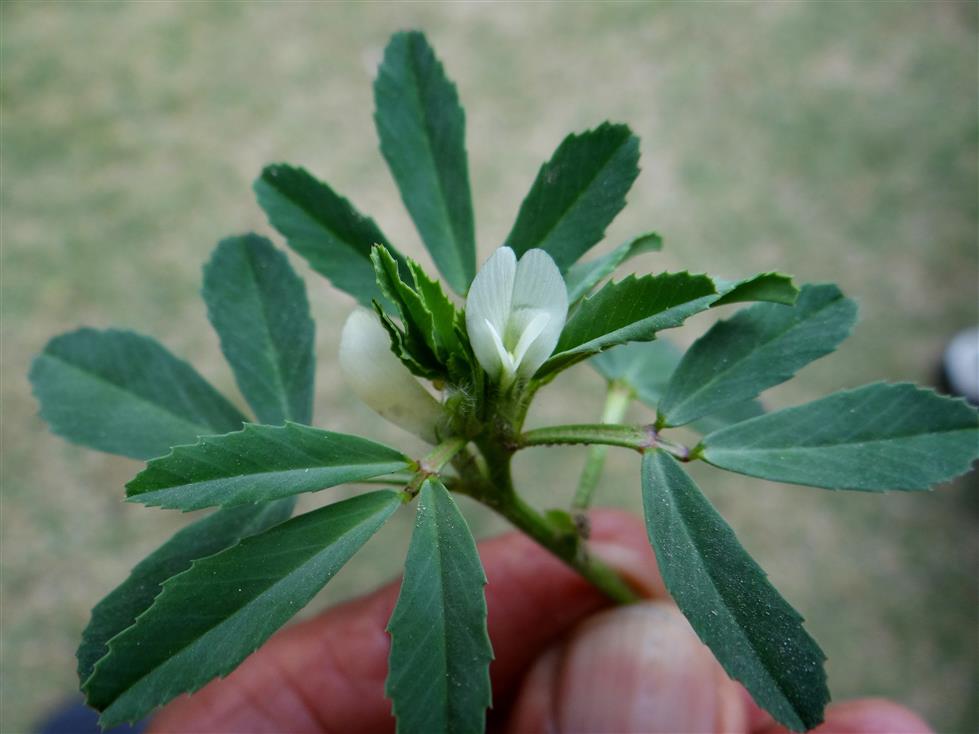 Trigonella foenum-graceum